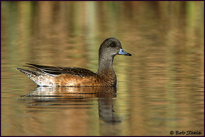 American Wigeon (Anas americana)