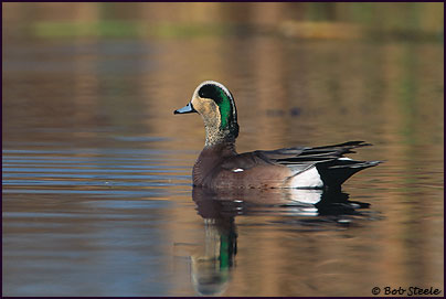 American Wigeon (Anas americana)