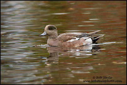 American Wigeon (Anas americana)