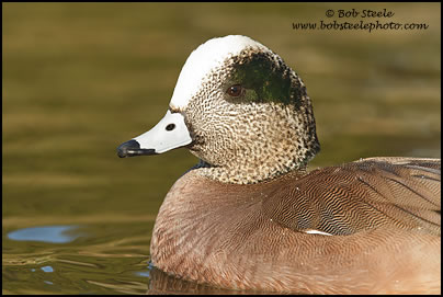 American Wigeon (Anas americana)