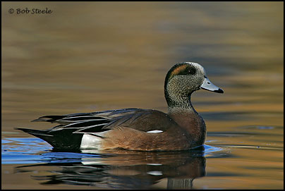American Wigeon (Anas americana)