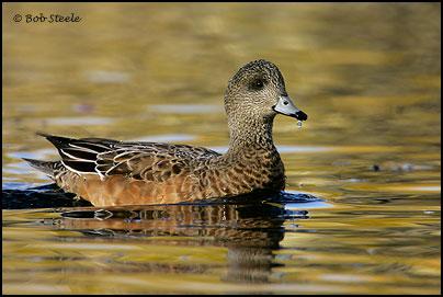 American Wigeon (Anas americana)