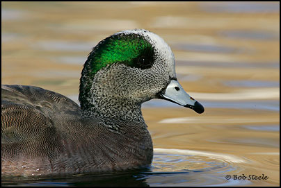 American Wigeon (Anas americana)