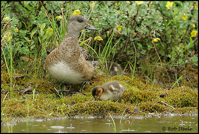 American Wigeon (Anas americana)