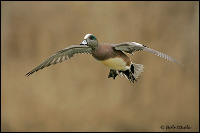 American Wigeon (Anas americana)