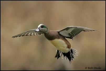 American Wigeon (Anas americana)