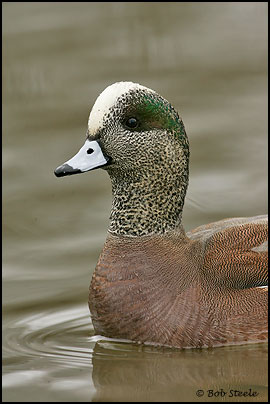 American Wigeon (Anas americana)
