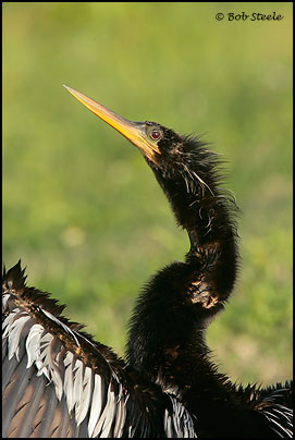 Anhinga (Anhinga anhinga)