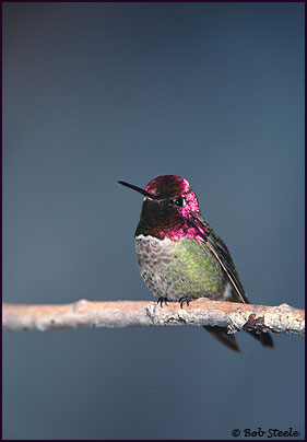 Anna's Hummingbird (Calypte anna)