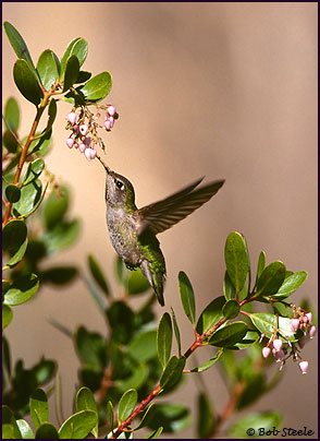 Anna's Hummingbird (Calypte anna)