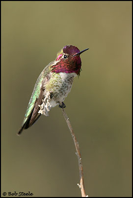 Anna's Hummingbird (Calypte anna)