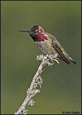 Anna's Hummingbird (Calypte anna)