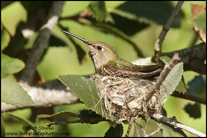 Anna's Hummingbird (Calypte anna)