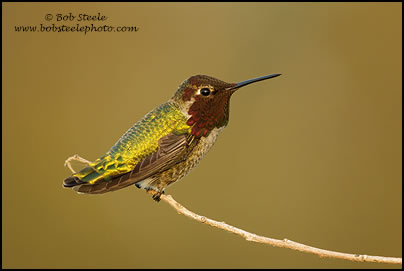 Anna's Hummingbird (Calypte anna)