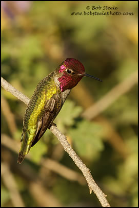 Anna's Hummingbird (Calypte anna)