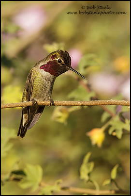 Anna's Hummingbird (Calypte anna)