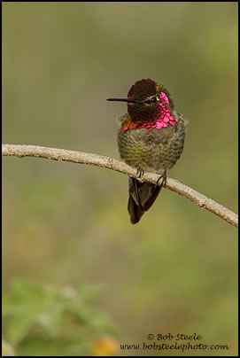 Anna's Hummingbird (Calypte anna)