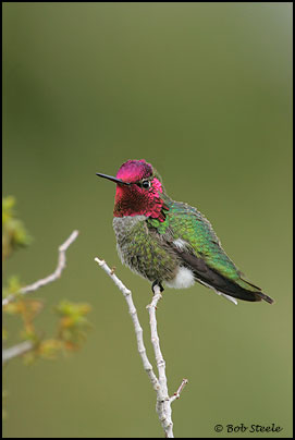 Anna's Hummingbird (Calypte anna)