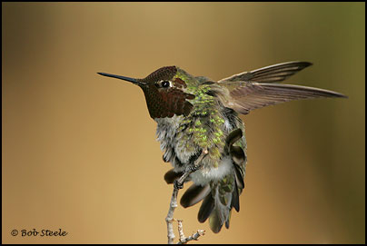 Anna's Hummingbird (Calypte anna)