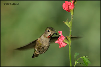 Anna's Hummingbird (Calypte anna)