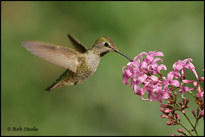 Anna's Hummingbird (Calypte anna)