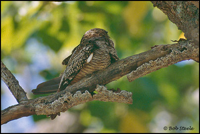 Antillean Nighthawk (Chordeiles gundlachii)