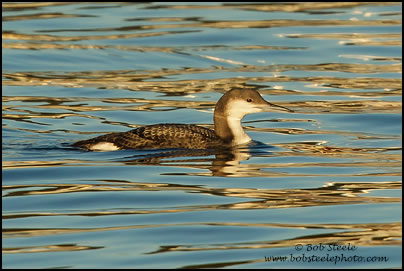 Arctic Loon (Gavia arctica)