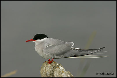 Arctic Tern (Sterna paradisaea)