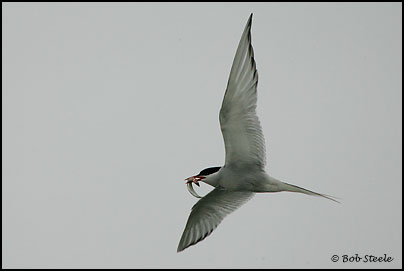 Arctic Tern (Sterna paradisaea)