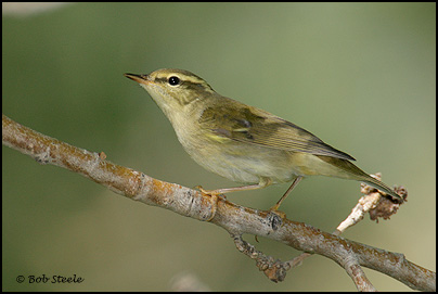 Arctic Warbler (Phylloscopus borealis)