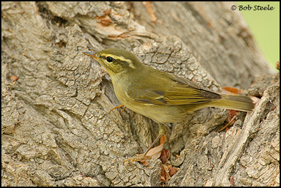 Arctic Warbler (Phylloscopus borealis)