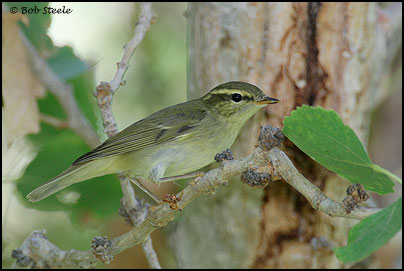 Arctic Warbler (Phylloscopus borealis)