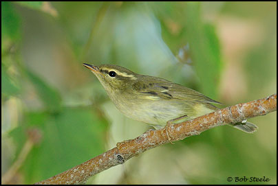 Arctic Warbler (Phylloscopus borealis)