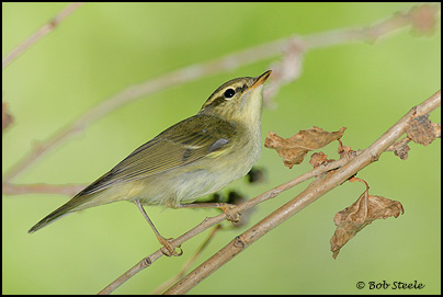 Arctic Warbler (Phylloscopus borealis)