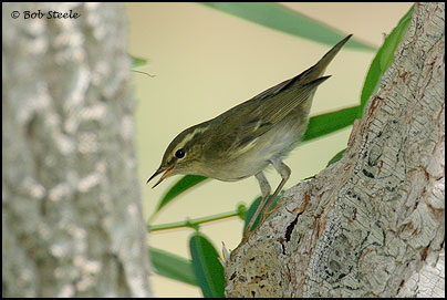 Arctic Warbler (Phylloscopus borealis)