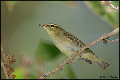 Arctic Warbler (Phylloscopus borealis)