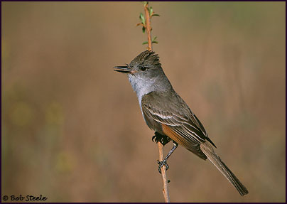 Ash-throated Flycatcher (Myiarchus cinerascens)