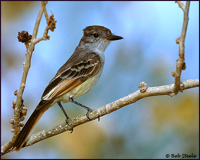 Ash-throated Flycatcher (Myiarchus cinerascens)