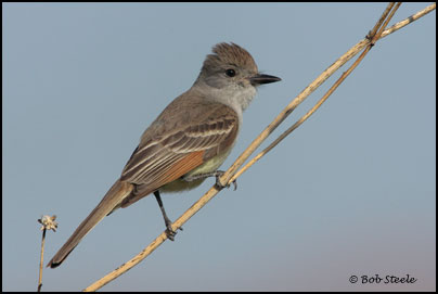 Ash-throated Flycatcher (Myiarchus cinerascens)