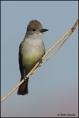 Ash-throated Flycatcher (Myiarchus cinerascens)