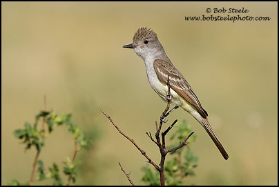 Ash-throated Flycatcher (Myiarchus cinerascens)