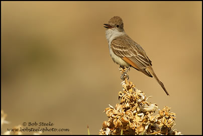 Ash-throated Flycatcher (Myiarchus cinerascens)