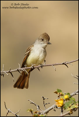 Ash-throated Flycatcher (Myiarchus cinerascens)