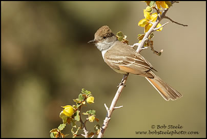 Ash-throated Flycatcher (Myiarchus cinerascens)