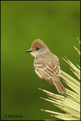 Ash-throated Flycatcher (Myiarchus cinerascens)