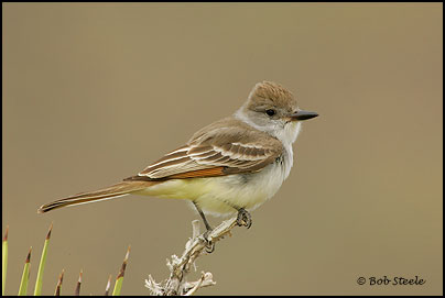 Ash-throated Flycatcher (Myiarchus cinerascens)