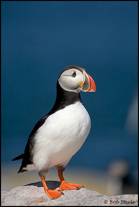 Atlantic Puffin (Fratercula arctica)