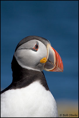 Atlantic Puffin (Fratercula arctica)
