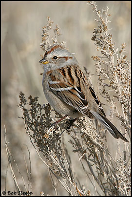 American Tree Sparrow (Spizella arborea)