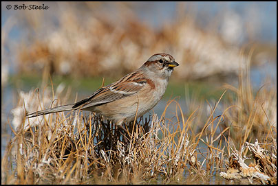 American Tree Sparrow (Spizella arborea)